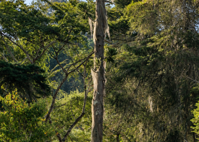 Foto da obra